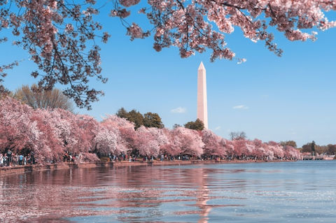 Pacote Aéreo - Orlando com Washington — imagem 4