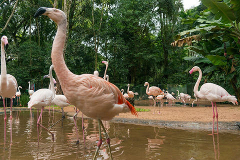Foz do Iguaçu, Paraná — imagem 3