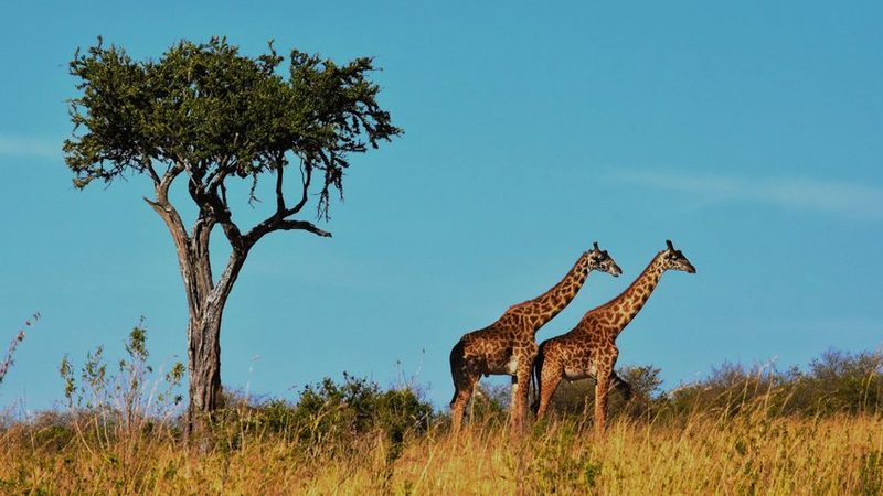Zimbábue, Botswana & África do Sul