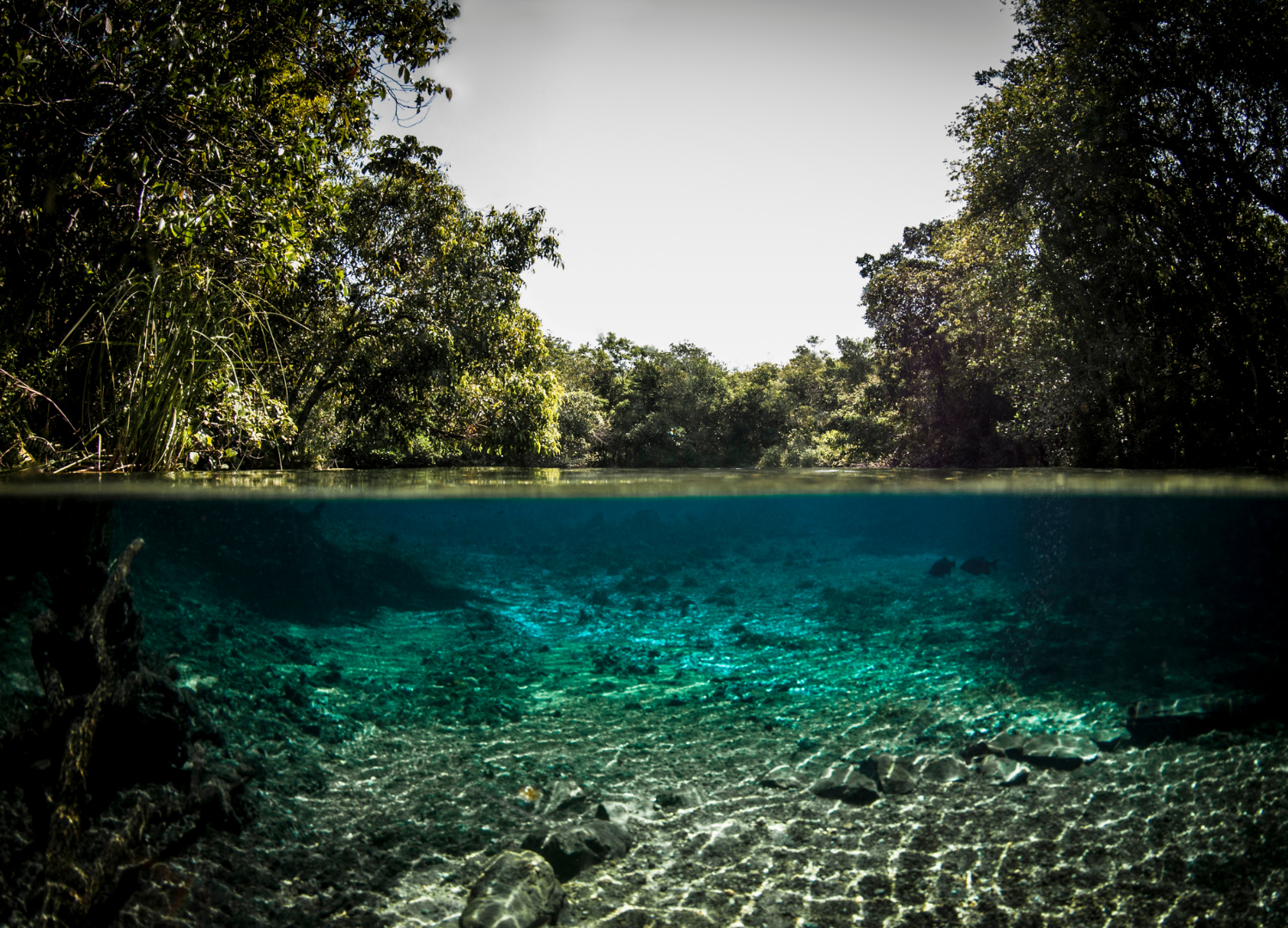 Bonito